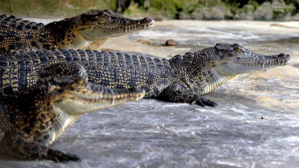 Στην Ινδονησία ετοιμάζουν φυλακές με φύλακες... κροκόδειλους