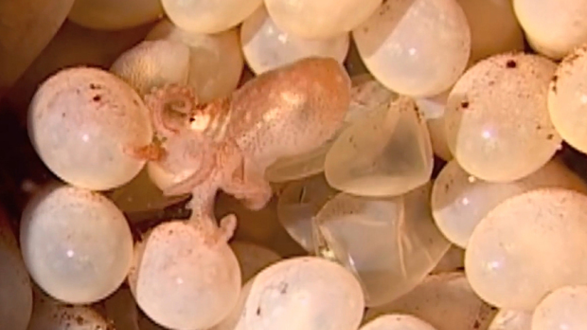 Amazing underwater footage shows how octopus eggs hatch (vid)