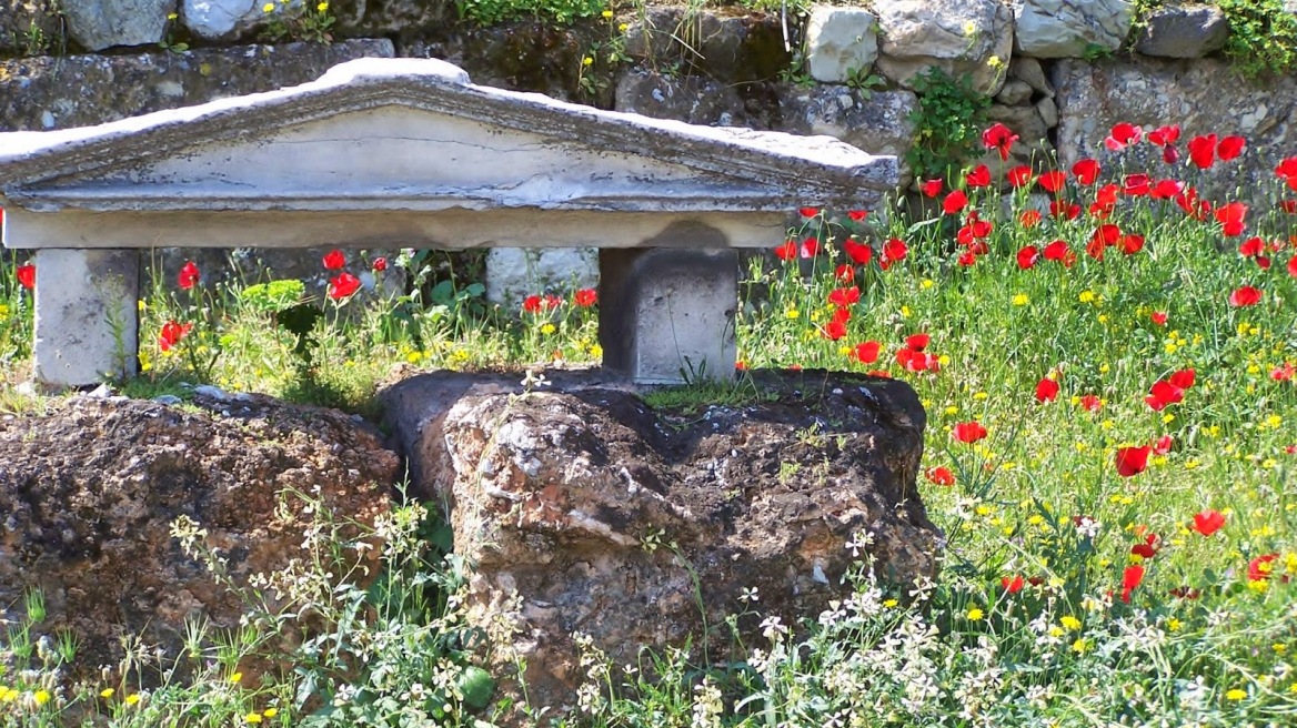 Poppies bloom in the ruins on Armistice Day