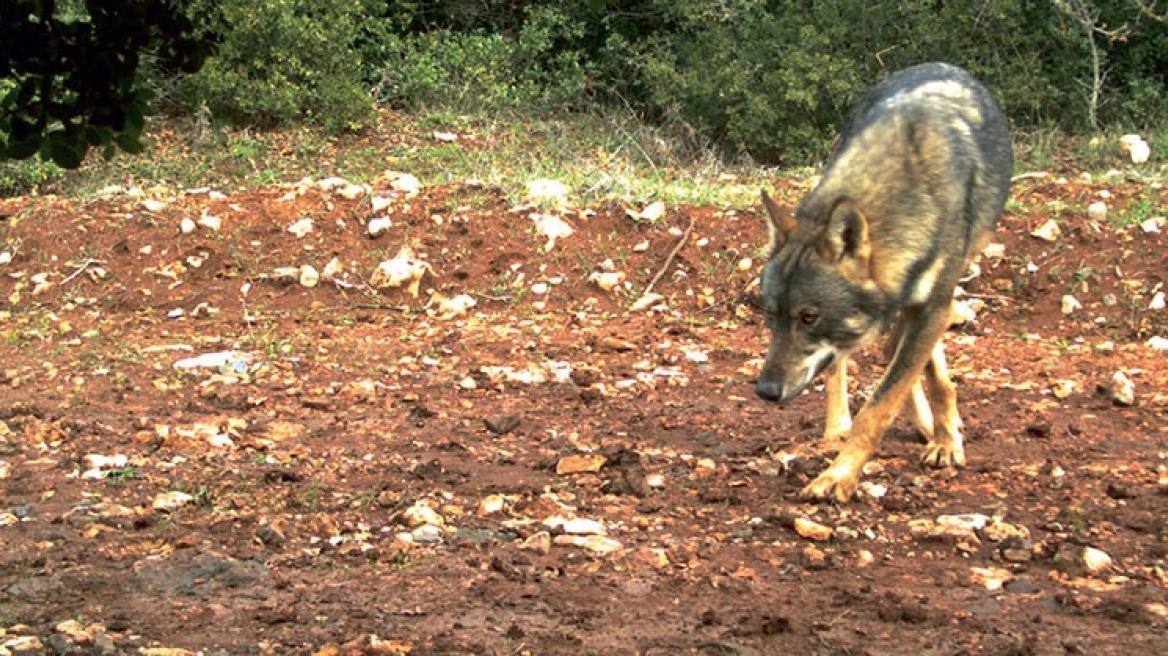 Οι λύκοι επέστρεψαν στην Πάρνηθα μετά από 50 χρόνια