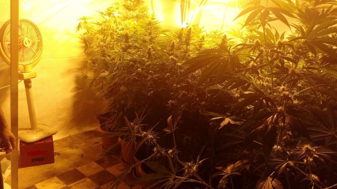 Εργαστήριο υδροπονικής κάνναβης στην Καρδίτσα