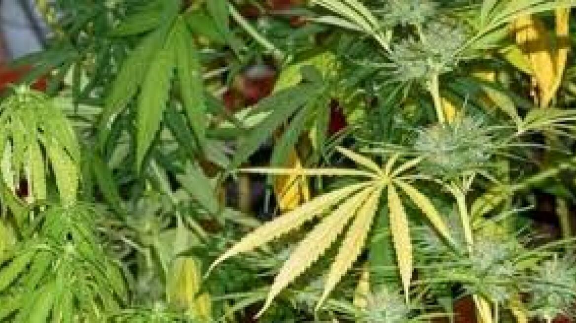 Κύπρος: Συλλήψεις για ναρκωτικά 