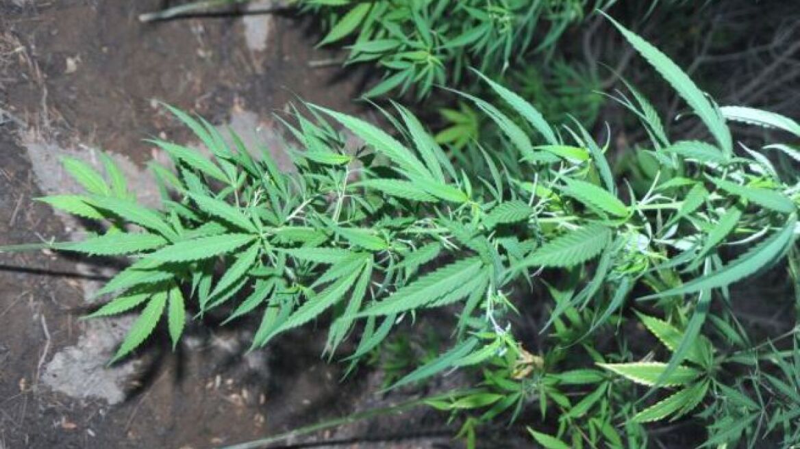 Καλλιεργούσε μίνι χασισοφυτεία στο σπίτι του 