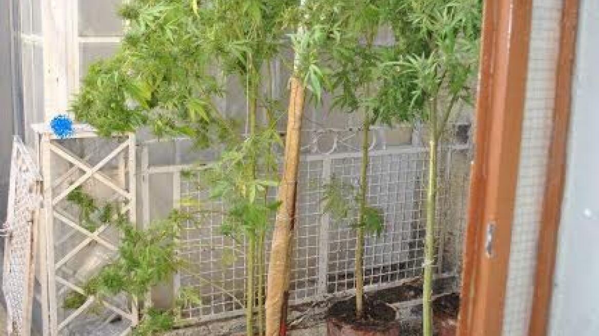 Φυτεία και σημαντική ποσότητα χασίς σε σπίτι στη Λαμία
