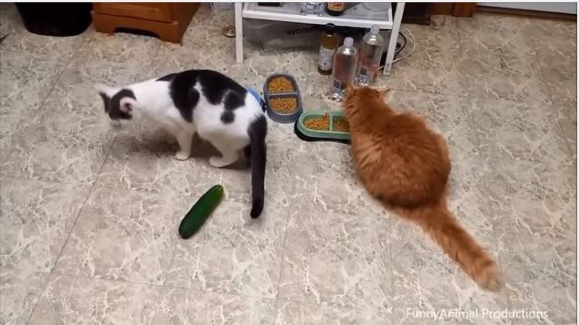 Τρελό γέλιο: Δείτε πως αντιδρούν οι γάτες στην θέα των... αγγουριών (βίντεο)