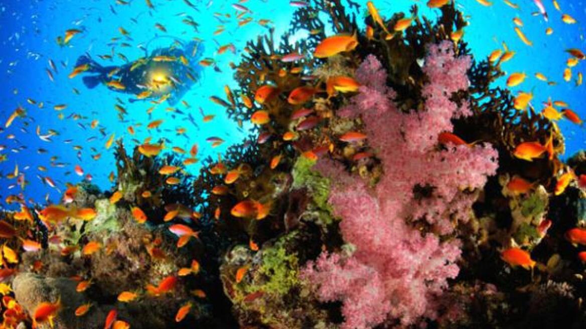 ‘Coral Reef’ returns to Athens Planetarium