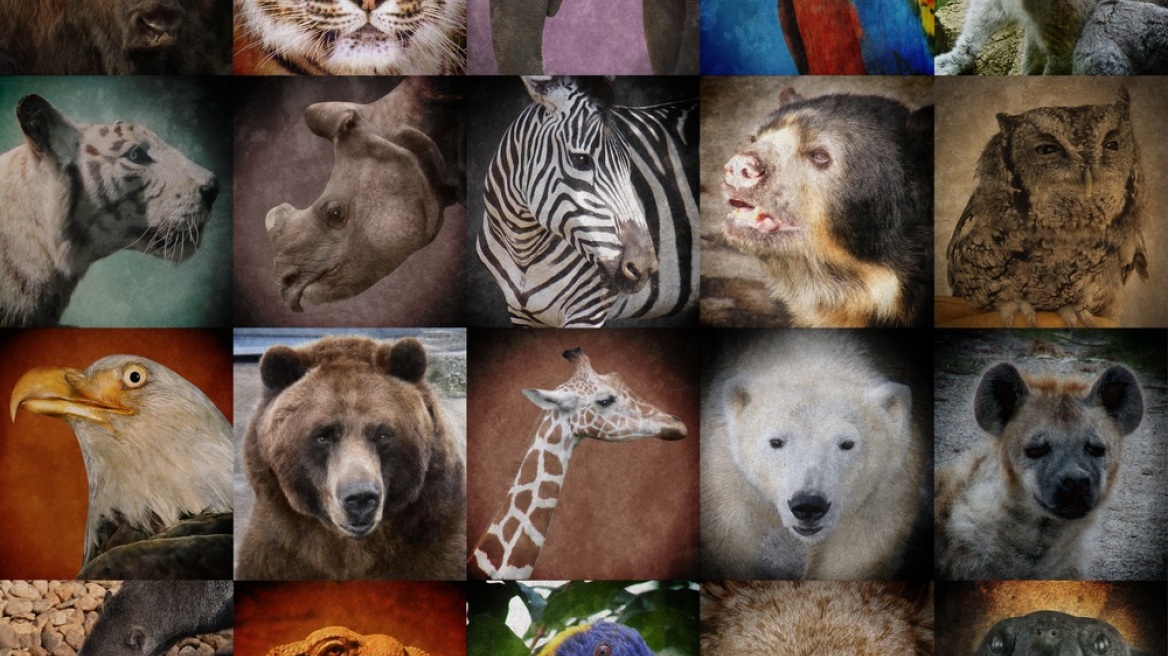 Where are the most endangered species of the world? (map)
