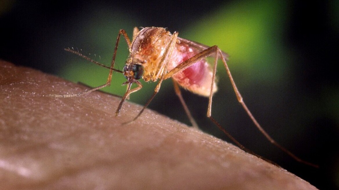 How Greece stopped malaria and became malaria-free again!