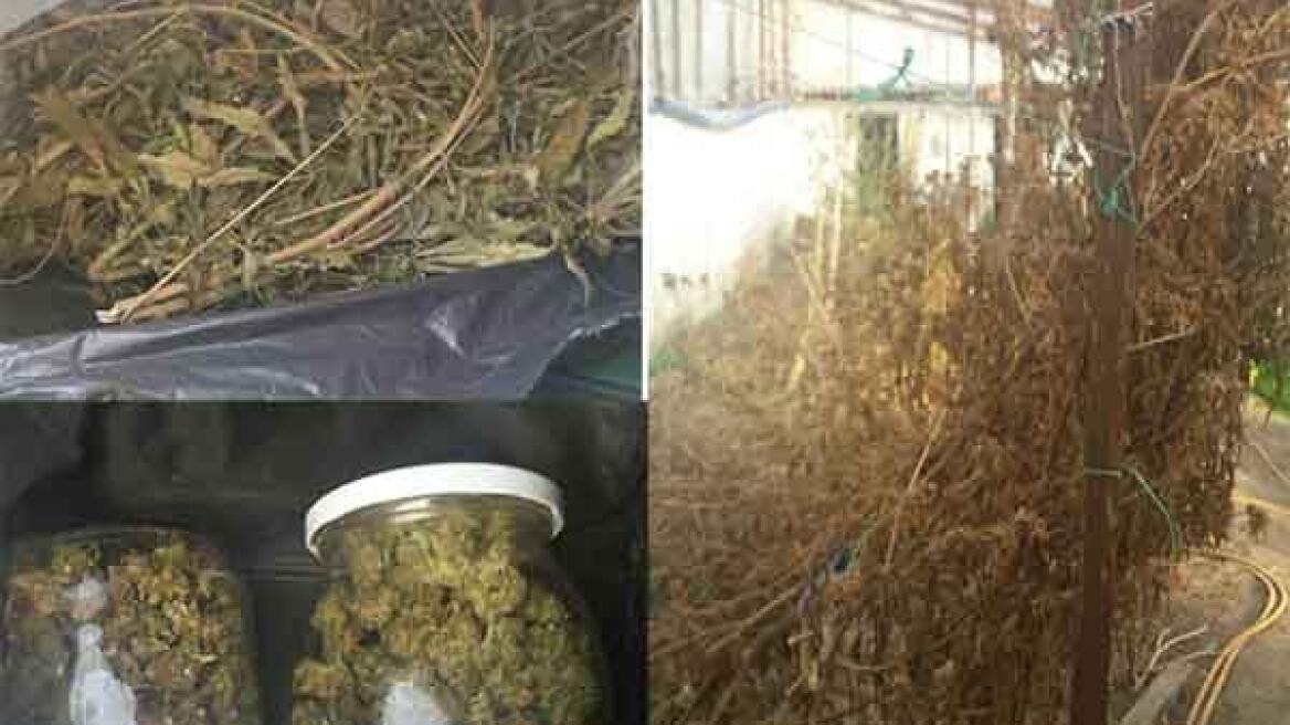 Θερμοκήπιο έκρυβε 65 δενδρύλλια και 38 κιλά χασίς!