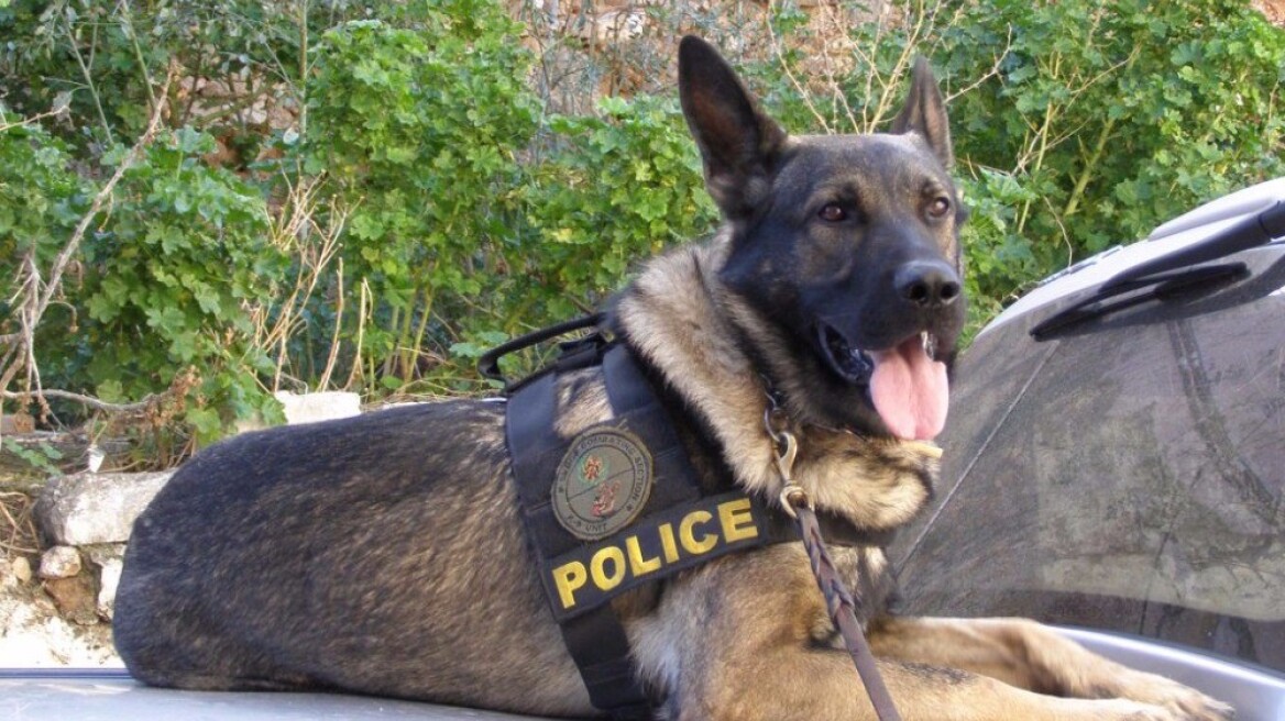 Τρίκαλα: Ο σκύλος βρήκε το χασίς στην αποθήκη 