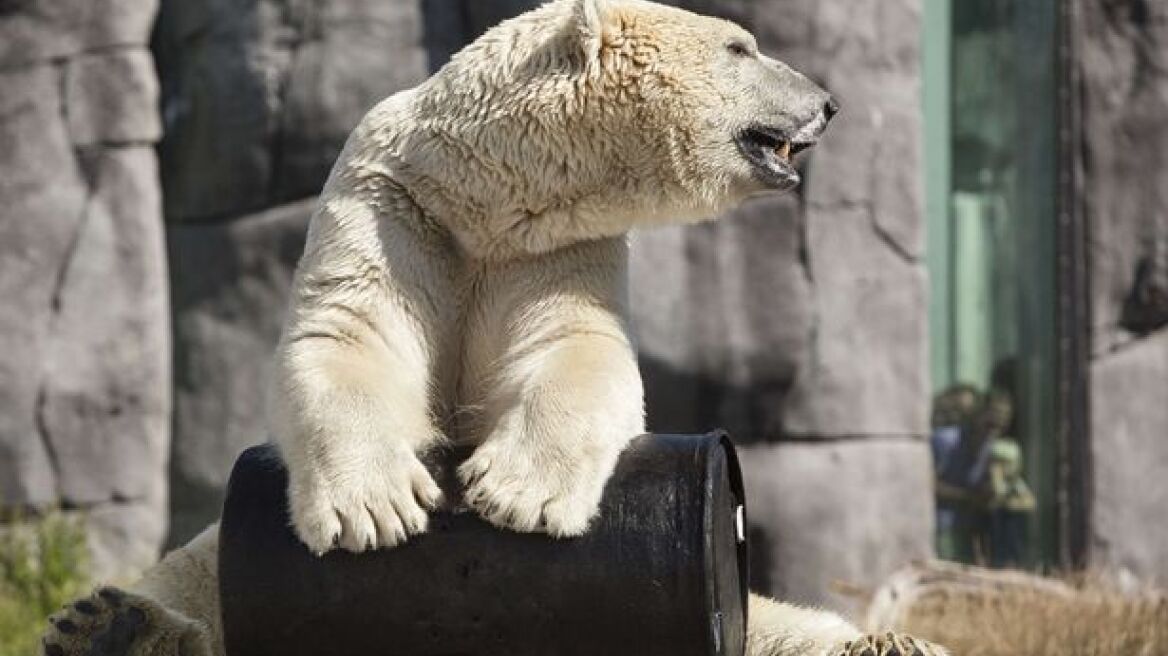 Δανία: Άνδρας πήδηξε μέσα σε κλουβί πολικής αρκούδας!