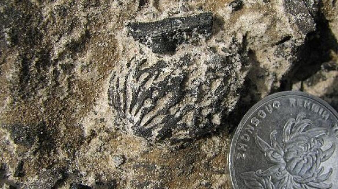 Τα ροδάκινα υπήρχαν στη Γη πριν την «εμφάνιση» του ανθρώπου