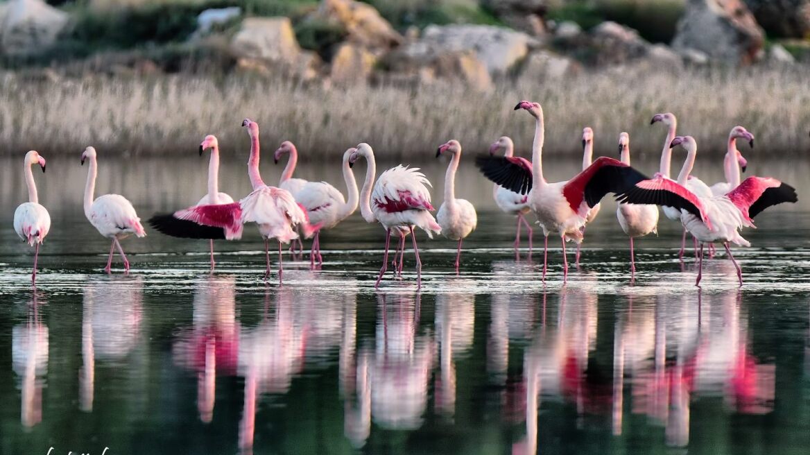 Meanwhile, in Samos... another type of migration (pics)