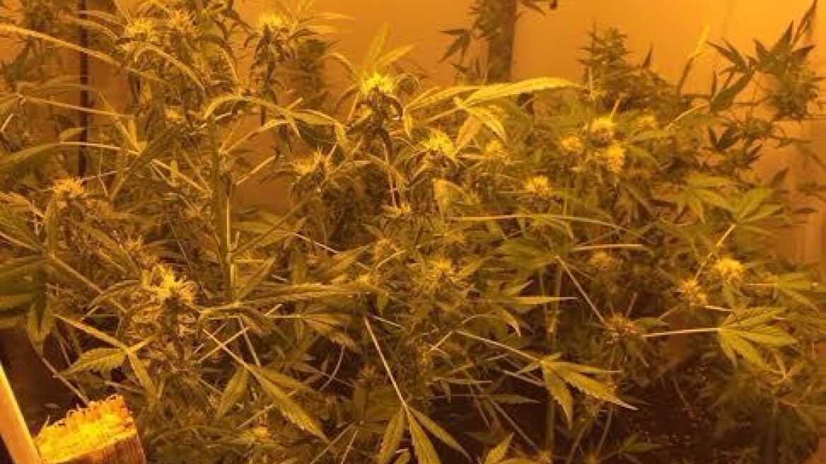 Χασισοφυτεία... εσωτερικού χώρου στη Μεσσηνία
