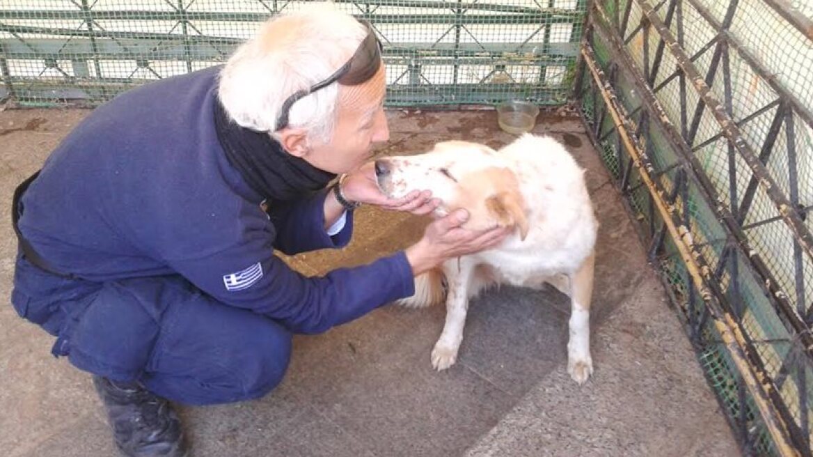 Athens Municipality is giving away cute strays