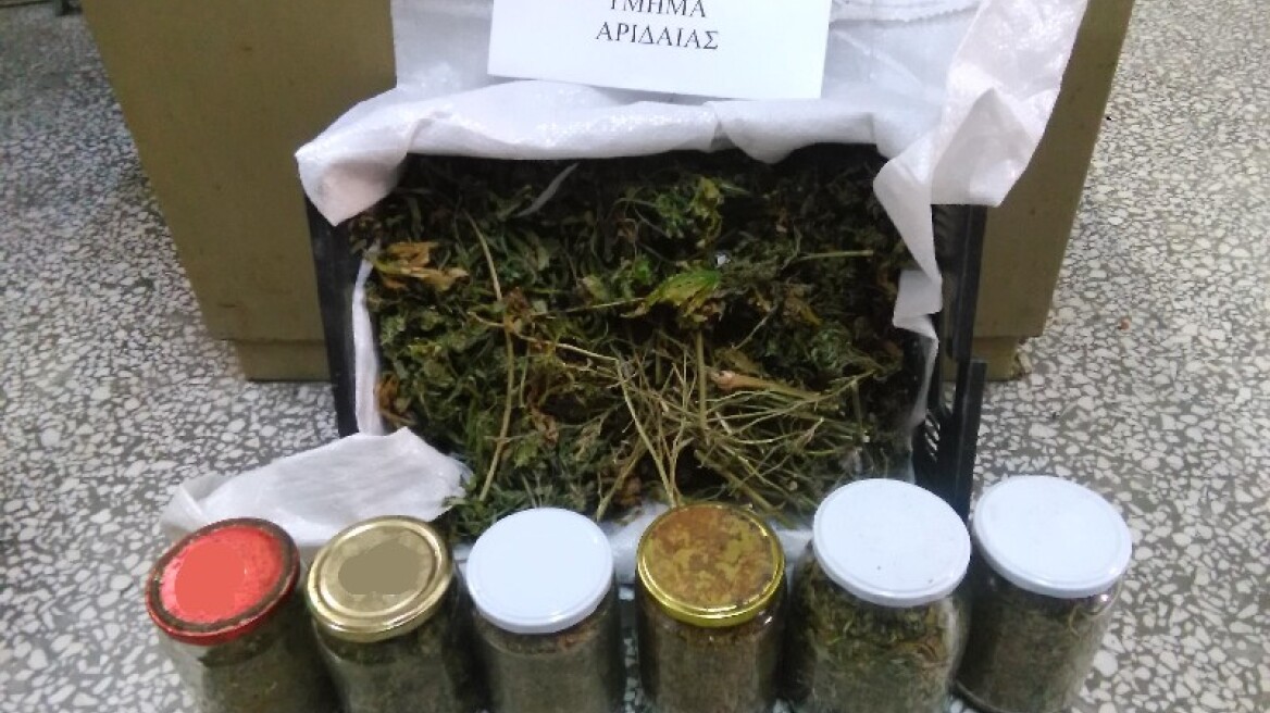 Καλλιεργητής είχε τρυγήσει σχεδόν ένα κιλό χασίς