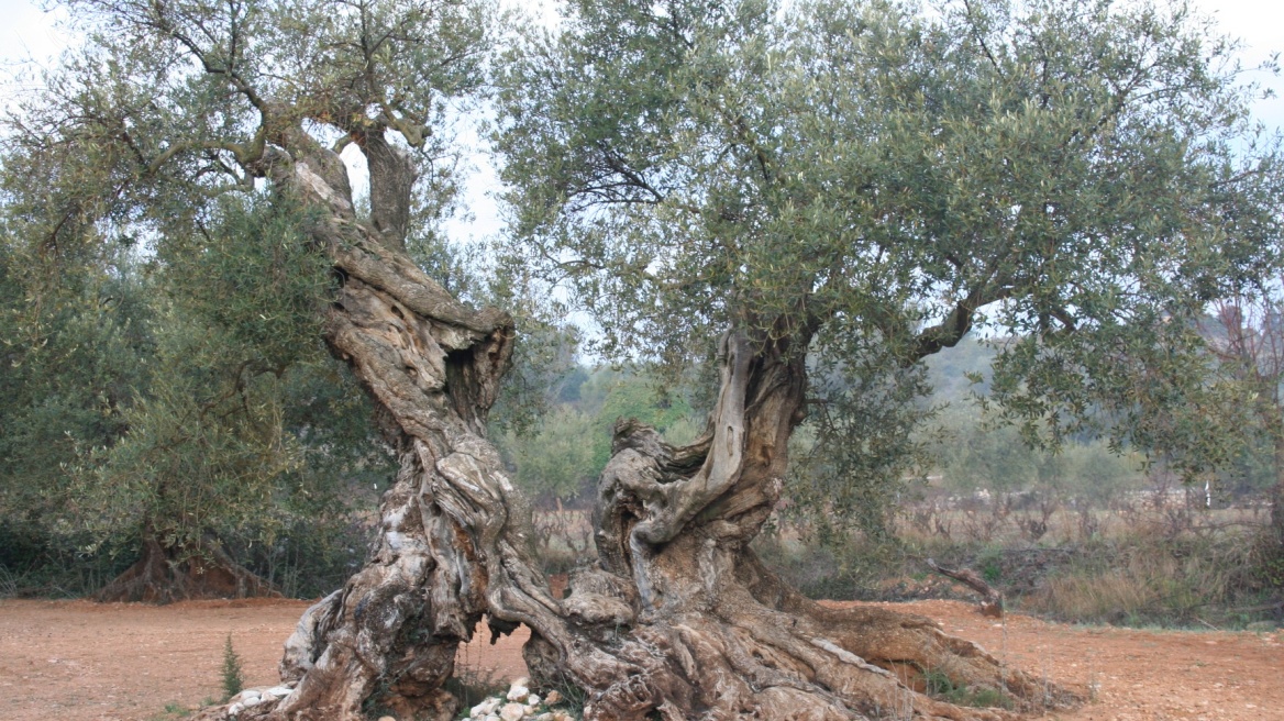Olive trees from Aigio to Attica, from antiquity to modern Athens