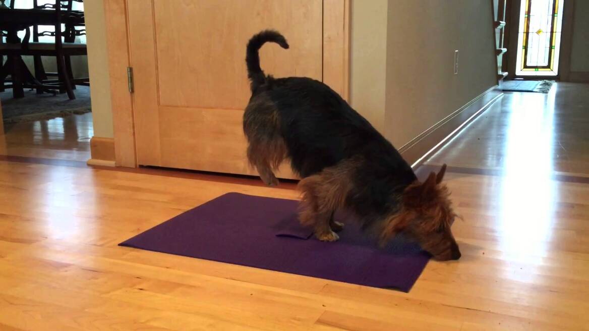 Η σκυλίτσα που κάνει γιόγκα... έσπασε το ίντερνετ