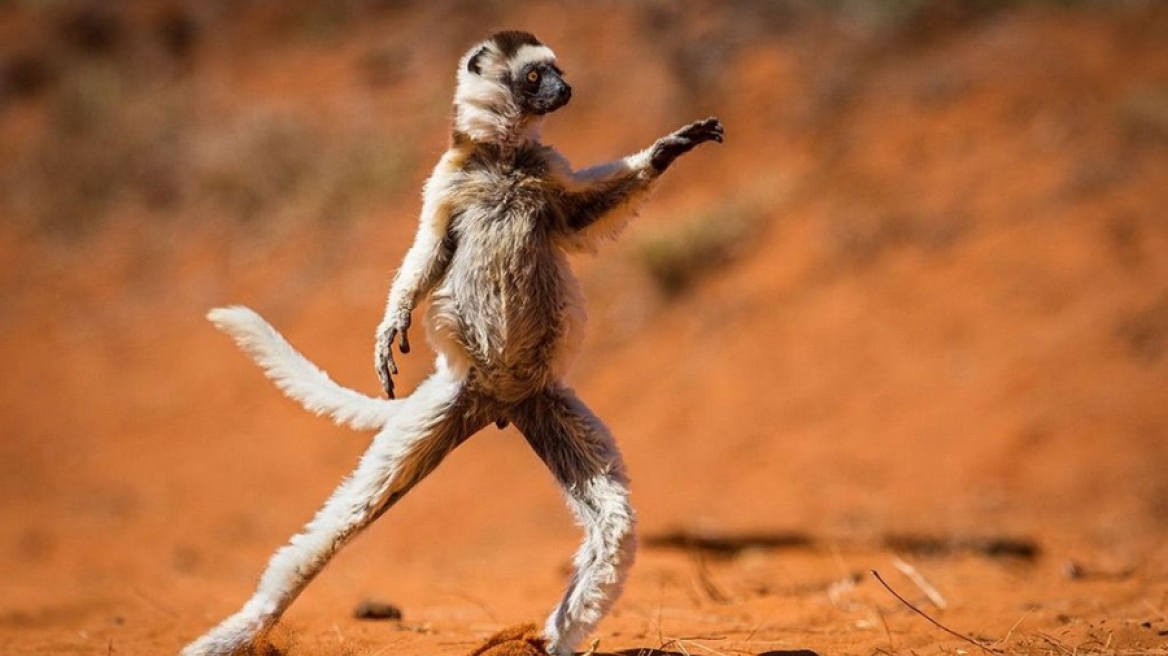 Οι πιο ξεκαρδιστικές φωτογραφίες ζώων που έχετε δει ποτέ!