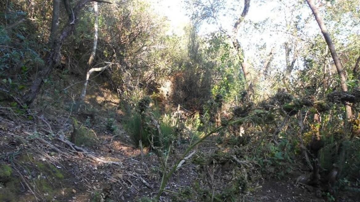 Βρήκαν «ορφανή» χασισοφυτεία στην Άρτα