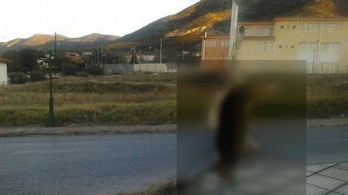 Κτηνωδία: Σκότωσε σκύλο και τον κρέμασε σε πινακίδα σήμανσης