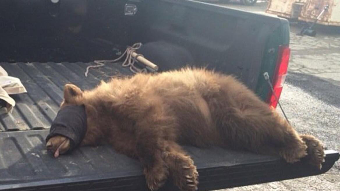 Video: Aρκούδα κρυβόταν σε απορριμματοφόρο!