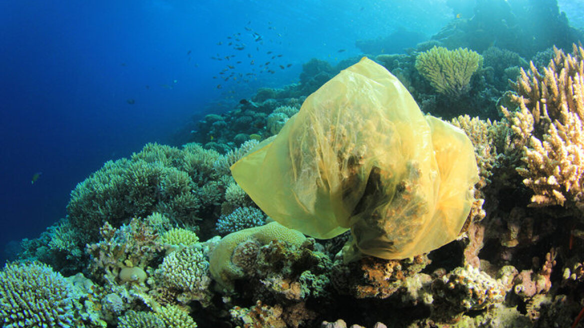 Alonissos without plastic bags to protect Monachus monachus