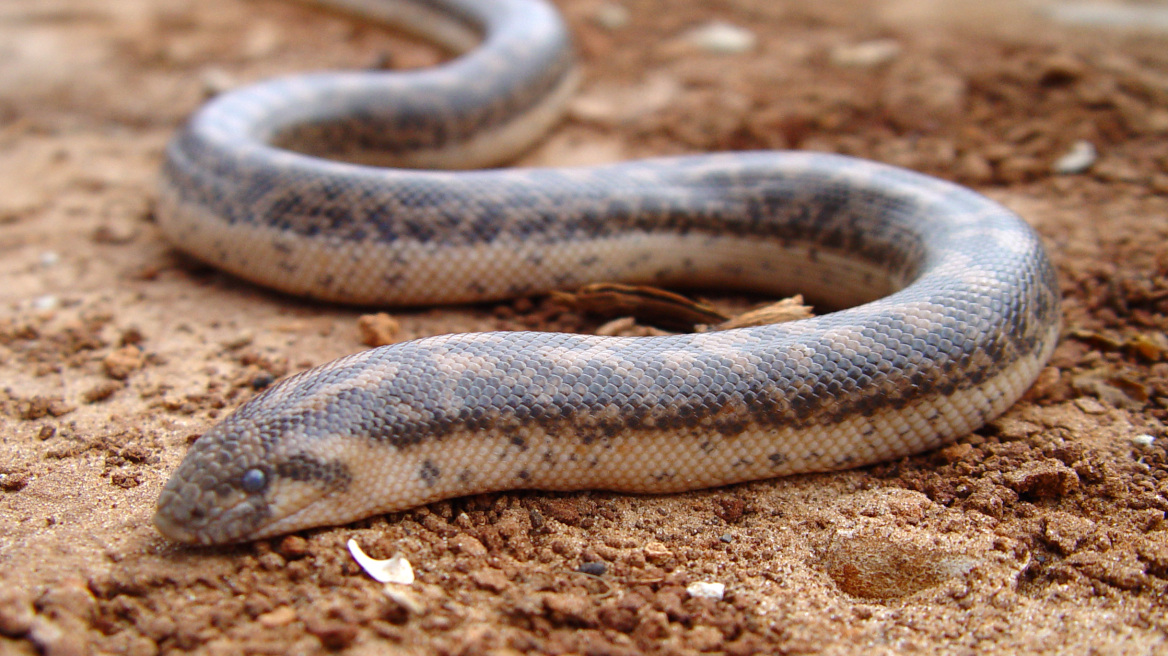 Scientists rediscover a snake used by ancient Greeks as a war weapon