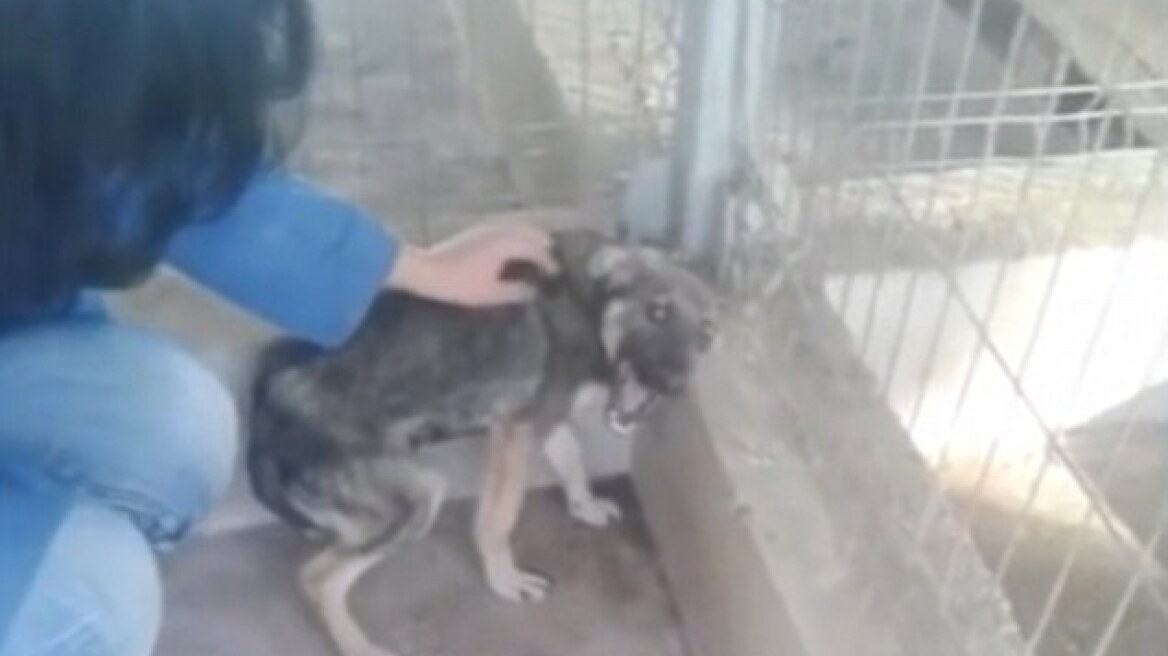 Shocking video: A woman tries to sooth an abused dog