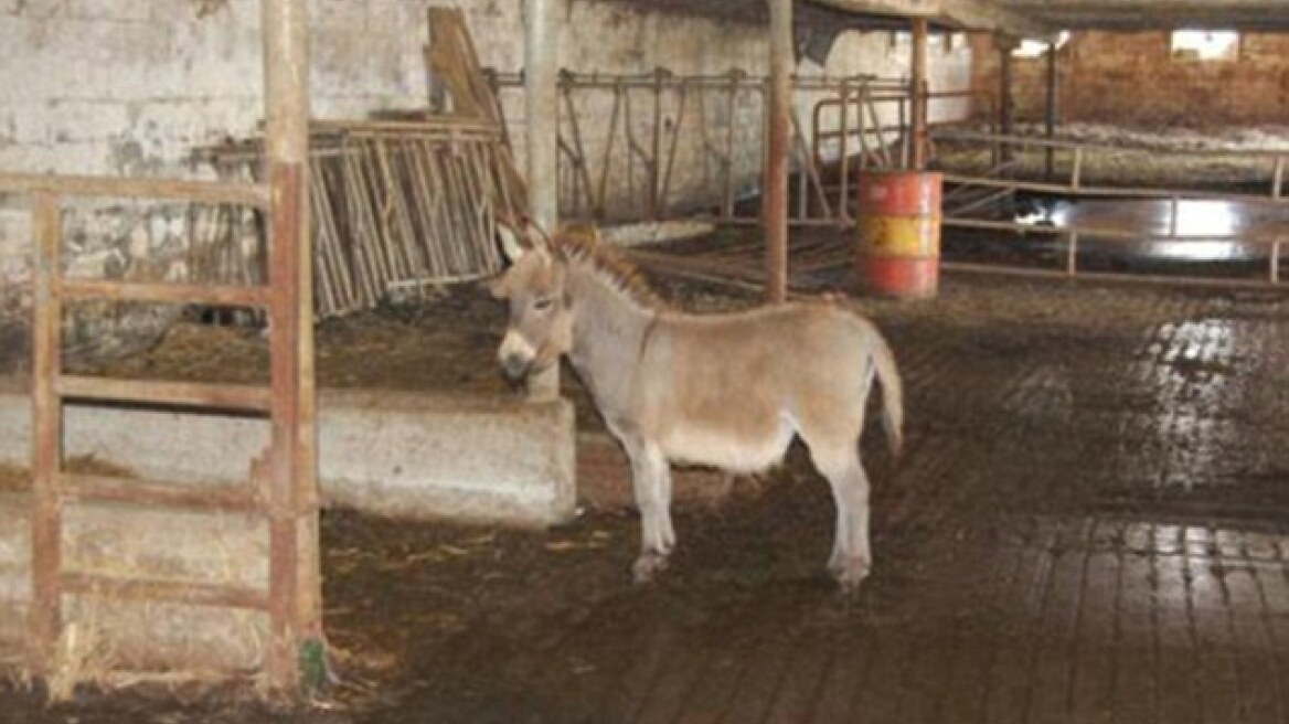 Shocking statement: I had sex with a donkey, because my privates were out of control