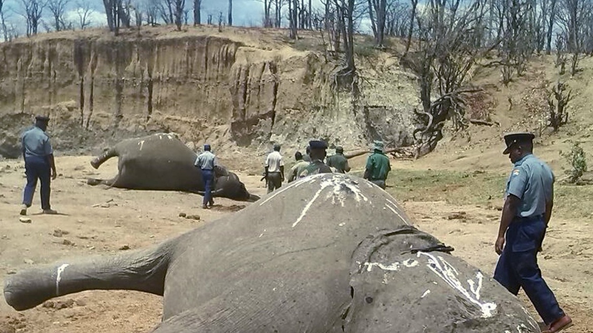 Η Κίνα αγοράζει... άγρια ζώα από τη Ζιμπάμπουε!