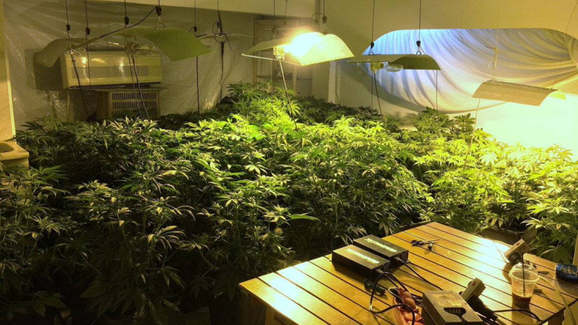 Εξαρθρώθηκε σπείρα καλλιέργειας και διακίνησης ναρκωτικών