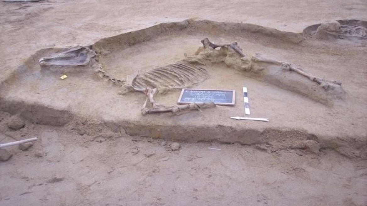 Ταφή αλόγου και άλλα ευρήματα αποκαλύφθηκαν στο Φαληρικό Δέλτα