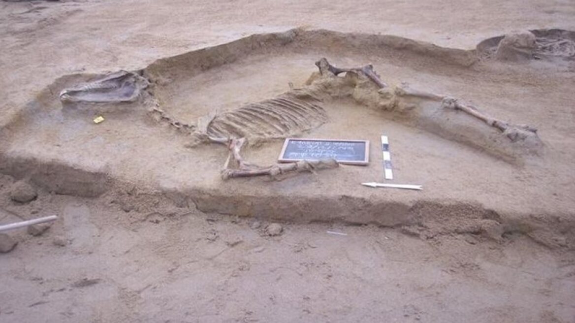 Horse burial discovered in the Faliro Delta