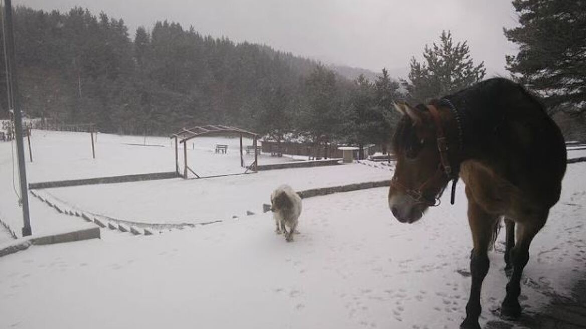 Φωτογραφίες: Στα λευκά η ορεινή Ξάνθη