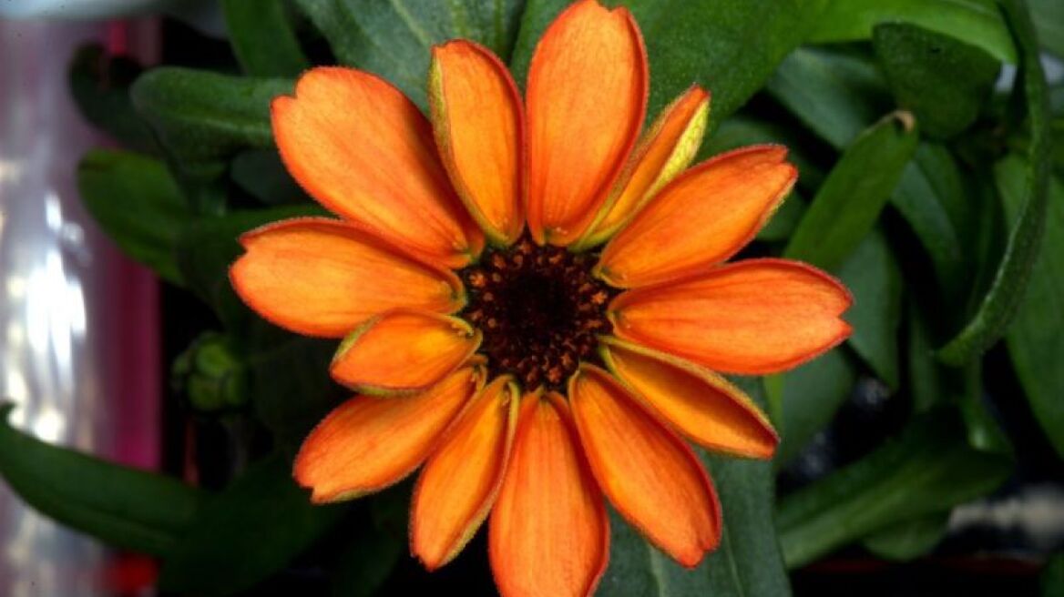 First flower blooms in space