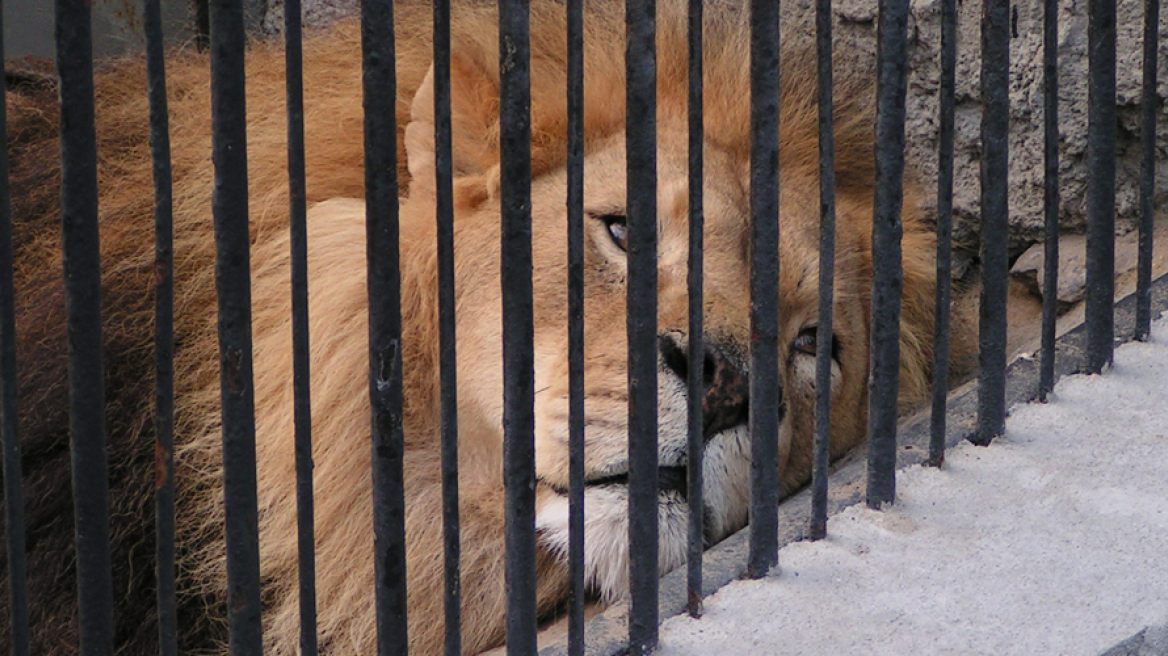 «Οδηγία» του υπουργείου Παιδείας: Να αποφεύγονται οι εκδρομές σε χώρους με ζώα σε αιχμαλωσία