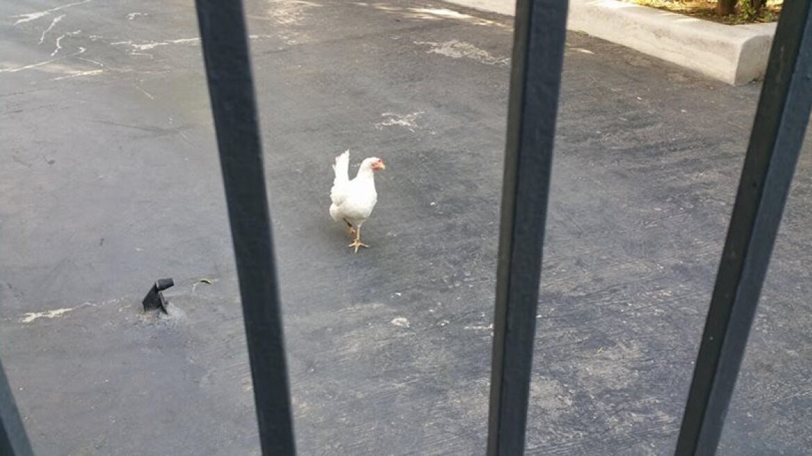 An activist lets a chicken loose at Maximos Mansion