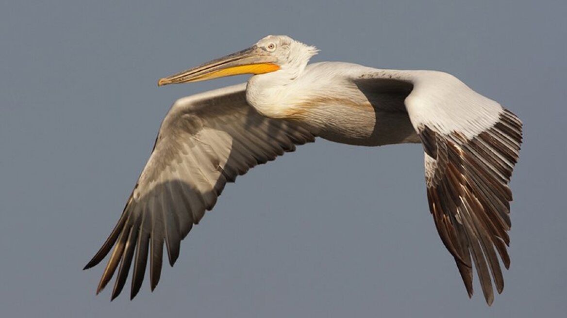Poacher kills rare species of pelecanus in Evros
