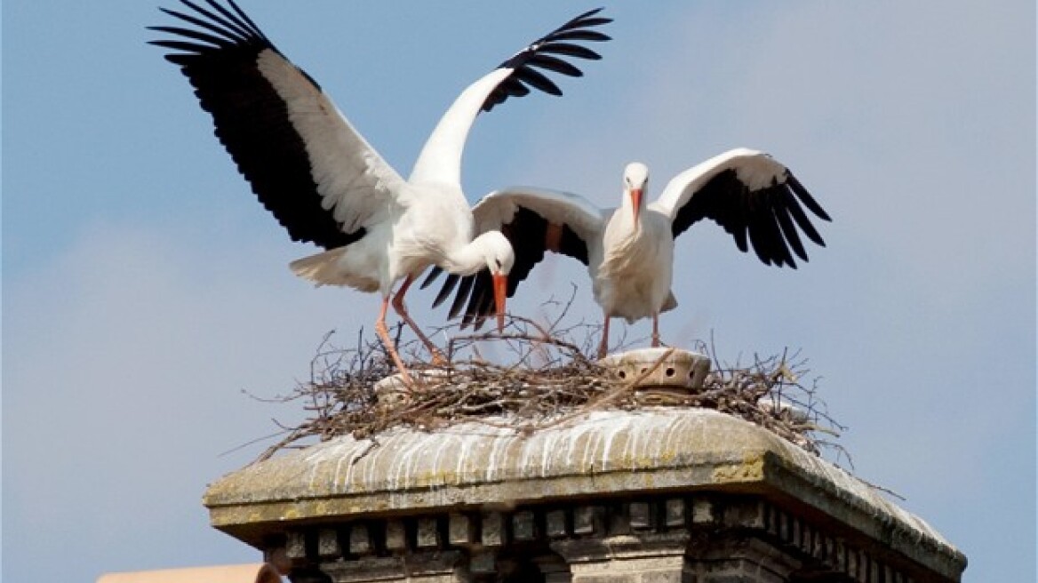 Migratory birds no longer going to Africa, prefering to feed at European junk yards