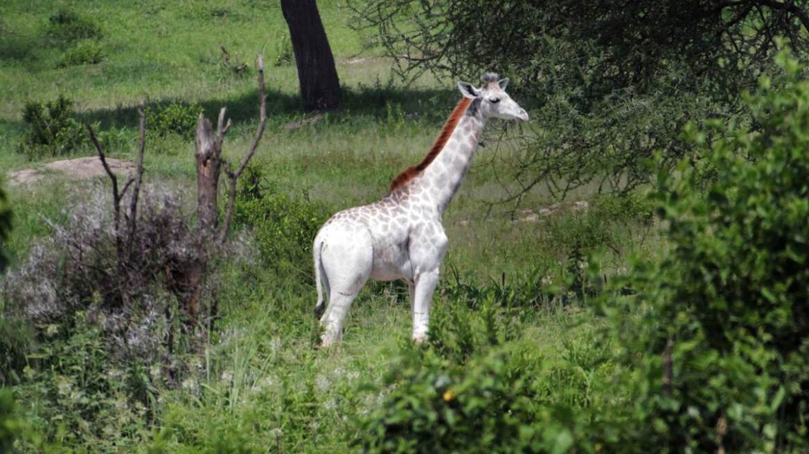 Ανακάλυψαν σπάνια λευκή καμηλοπάρδαλη - Δείτε φωτογραφίες
