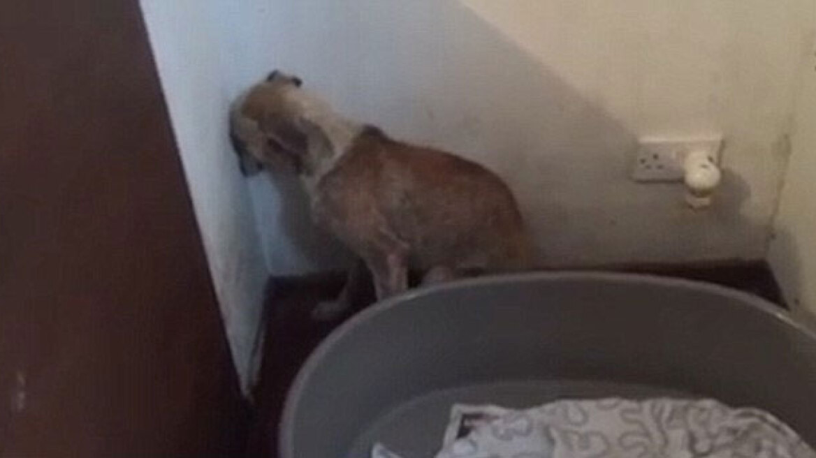 Video shows abused dog afraid of looking at people