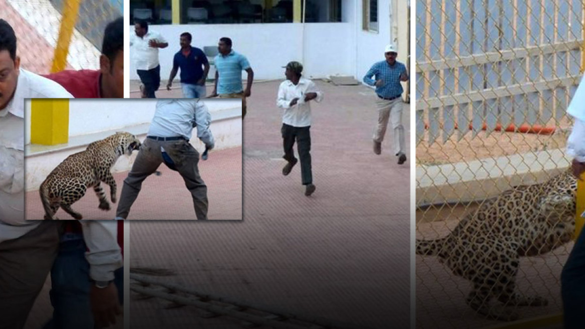 Leopard enters Indian school and injures 6 (vid)