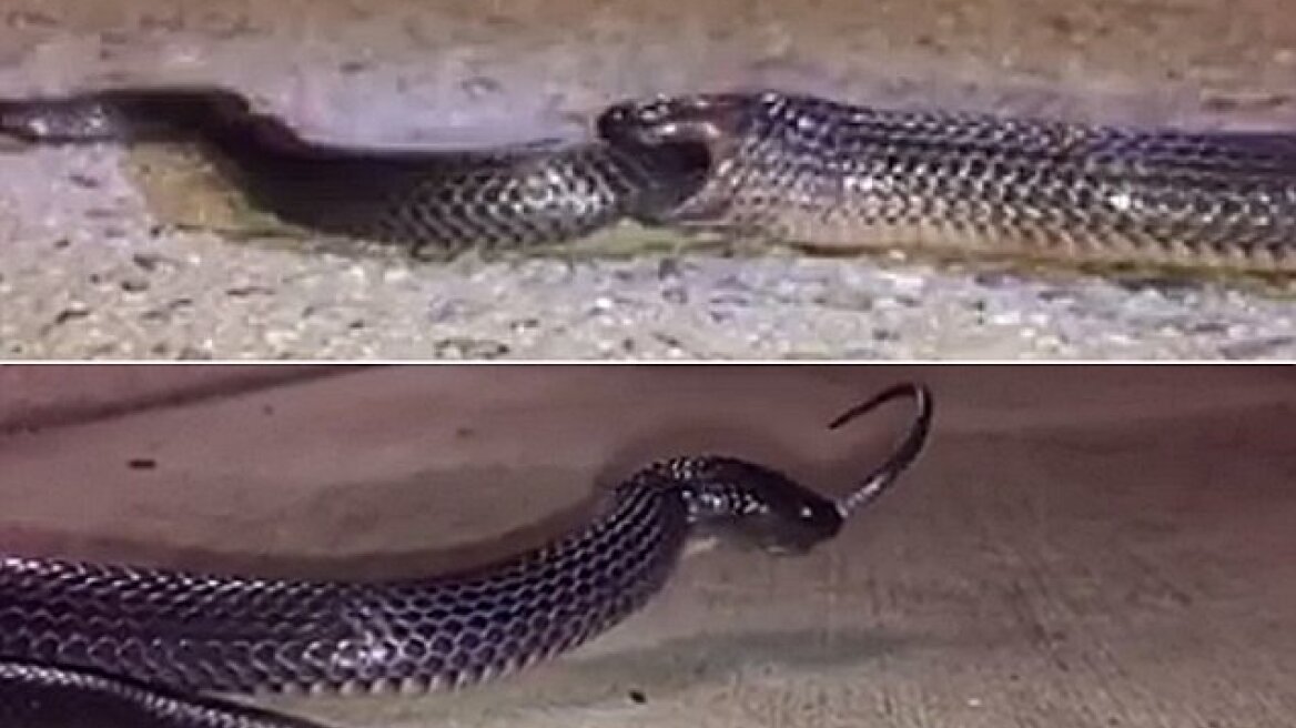 Shocking video shows a cannibal snake devouring another snake