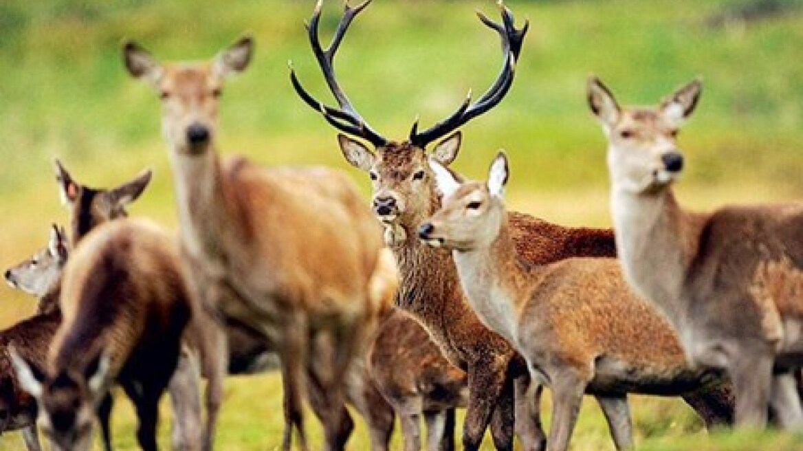 Λιβαδειά: Σκότωνε ελάφια και έκανε τρόπαια τα κέρατα!