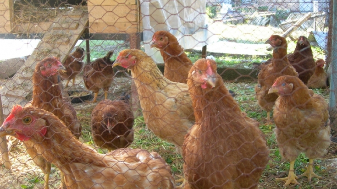 Πάτρα: Οι κλέφτες του πήραν ολόκληρο το κοτέτσι!