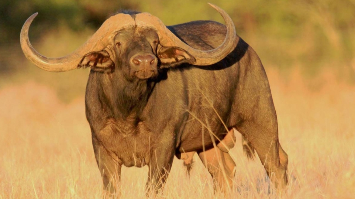 Βουβάλι αξίας 11,1 εκατ. δολαρίων! Ναι, είναι το πιο ακριβό στον κόσμο
