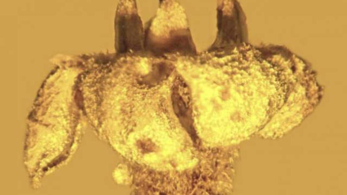 Ανακαλύφθηκαν δηλητηριώδη λουλούδια στρυχνίνης ηλικίας 15 εκατ. ετών 