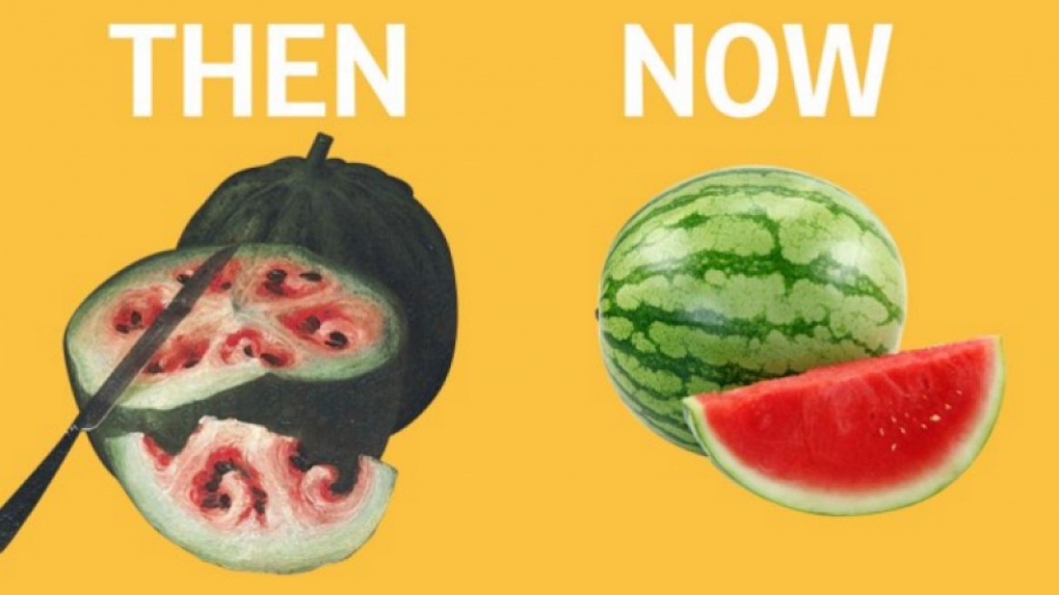 Έτσι ήταν στην πραγματικότητα τα φρούτα και τα λαχανικά πριν τα "πειράξει" ο άνθρωπος