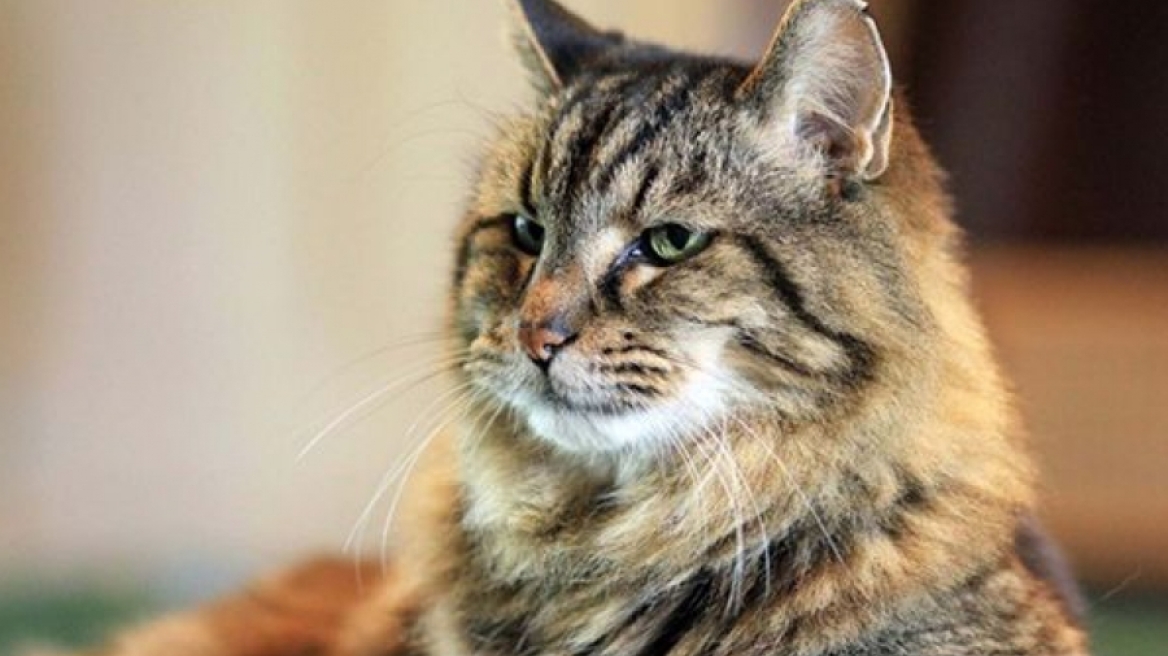Έριξε το Ίντερνετ η γάτα Μαθουσάλας - Είναι 26 χρονών και 207 ημερών